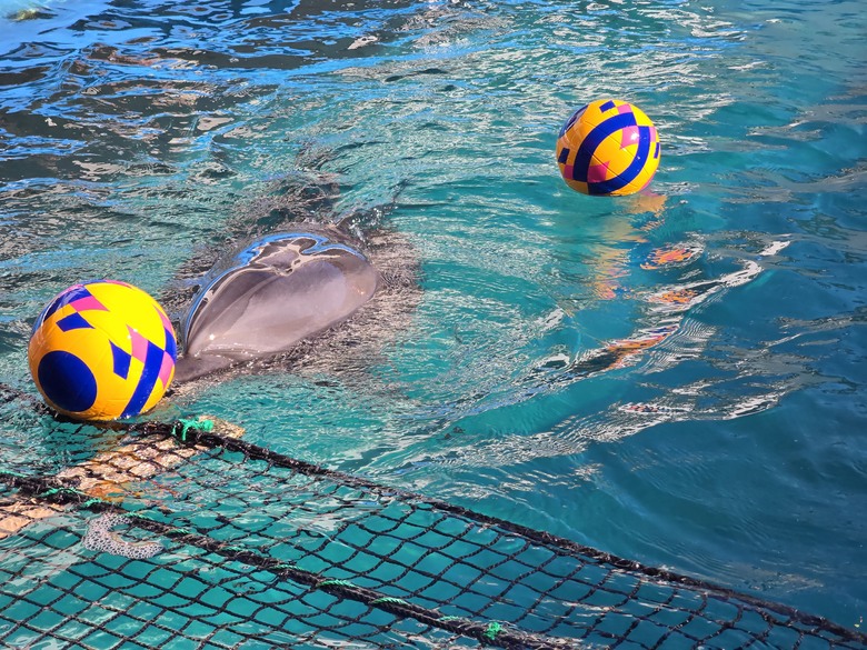 三重縣 伊勢海洋樂園 今天來點不一樣的水族館吧