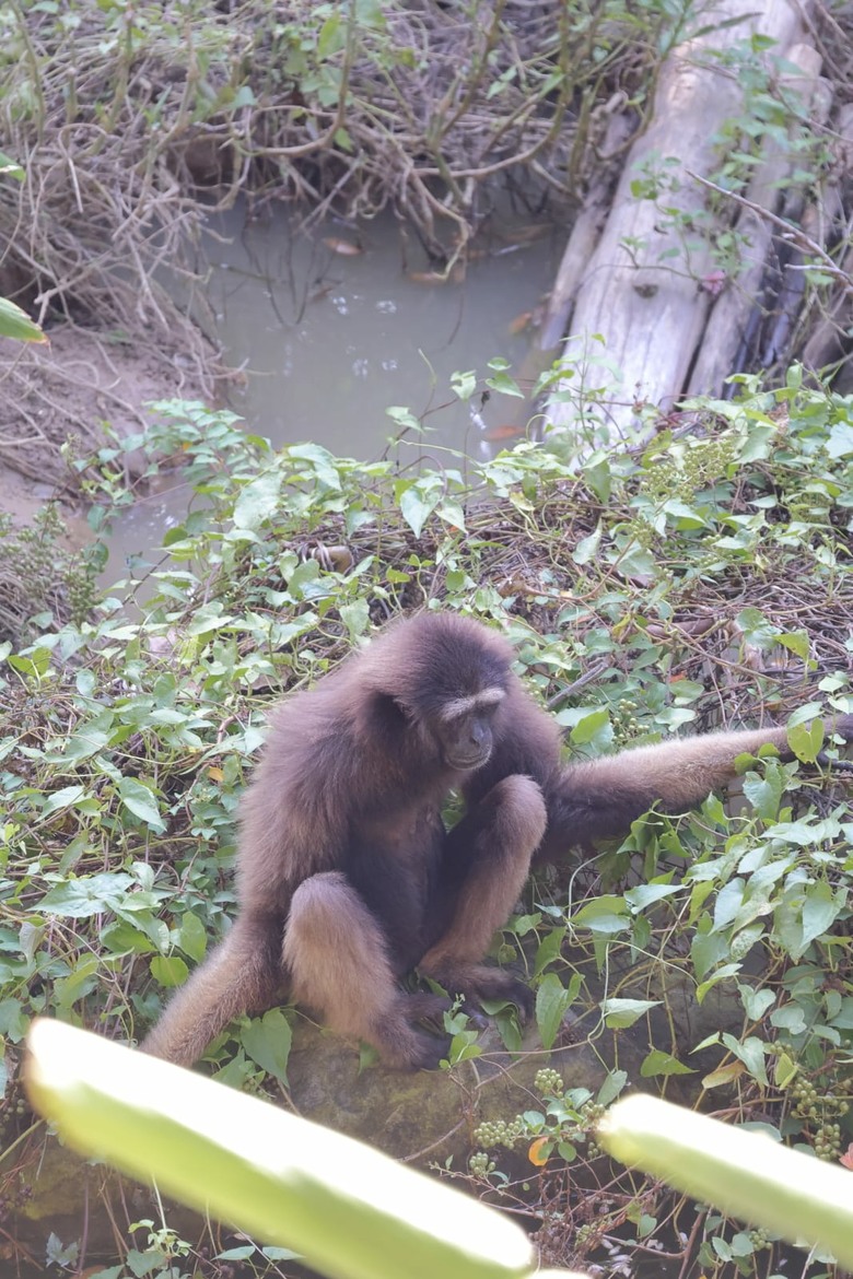 點我看大圖 【遊記】無法接近的可愛動物們,就交給長焦鏡頭吧,新竹市立動物園 | 大漠國渡
