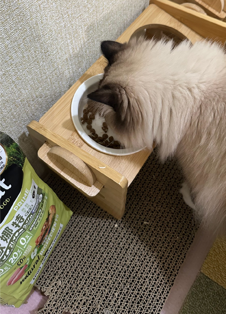點我看大圖 #分享 寵物展新入手歐娜特 布偶貓試吃一週分享