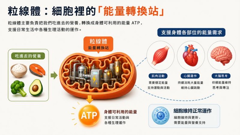不是只有累！身體高耗能部位「續航力變差」恐是能量代謝拉警報