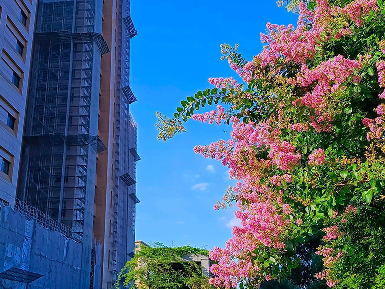 台北花況更新！台大醫院紫薇花綻放 整排花樹超吸睛！
