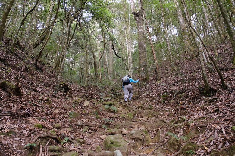 【哈加縱走】極具挑戰的中級山縱走路線 | 哈堪尼山.加里山