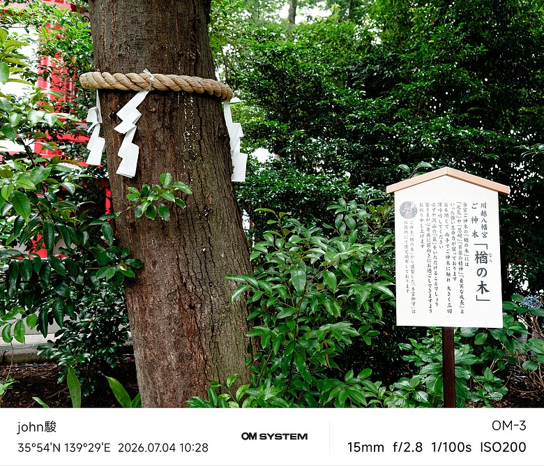 點我看大圖 再看一次東京第二日(川越(小江戶)、西櫻亭-川越店、米飛兔 MIFFY KITCHEN & BAKERY川越店、冰川神社、小川菊-鰻魚飯、新宿街頭貓咪、清州橋下、焼き豚ラーメン 東煌)(OM SYSTEM OM-1II、OM-3、OM-5II、TG-7)