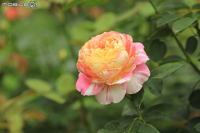【獨特品種】印象派的光影魔術：克勞德．莫內 (Claude Monet)(玫瑰系列第五篇)