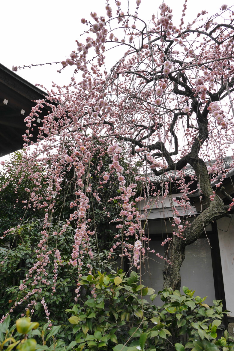東京的一些旅遊紀錄 上野 都電おもいで広場 都電荒川線 晴空塔