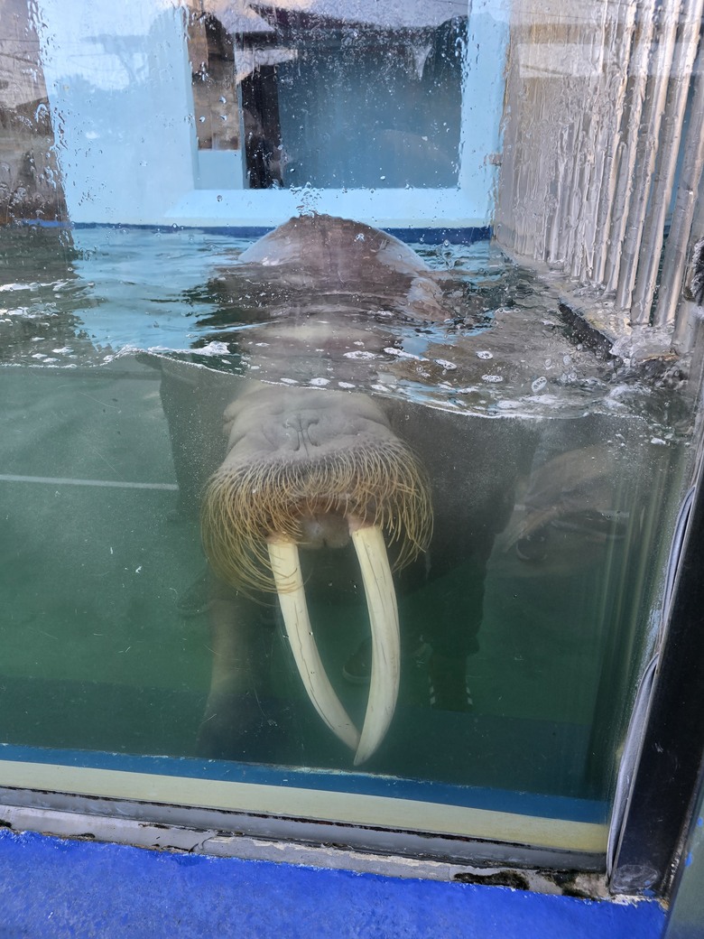 三重縣 伊勢海洋樂園 今天來點不一樣的水族館吧