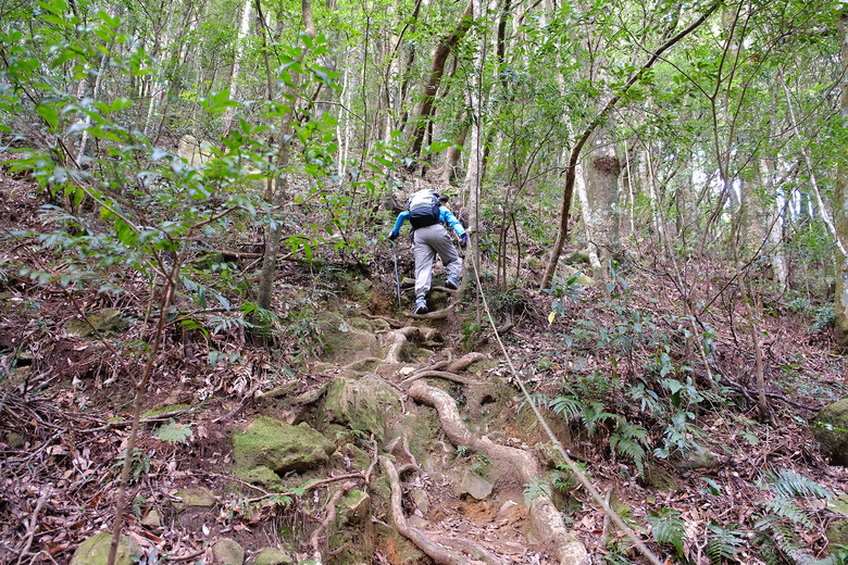 【哈加縱走】極具挑戰的中級山縱走路線 | 哈堪尼山.加里山