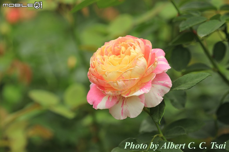 【獨特品種】印象派的光影魔術：克勞德．莫內 (Claude Monet)(玫瑰系列第五篇)