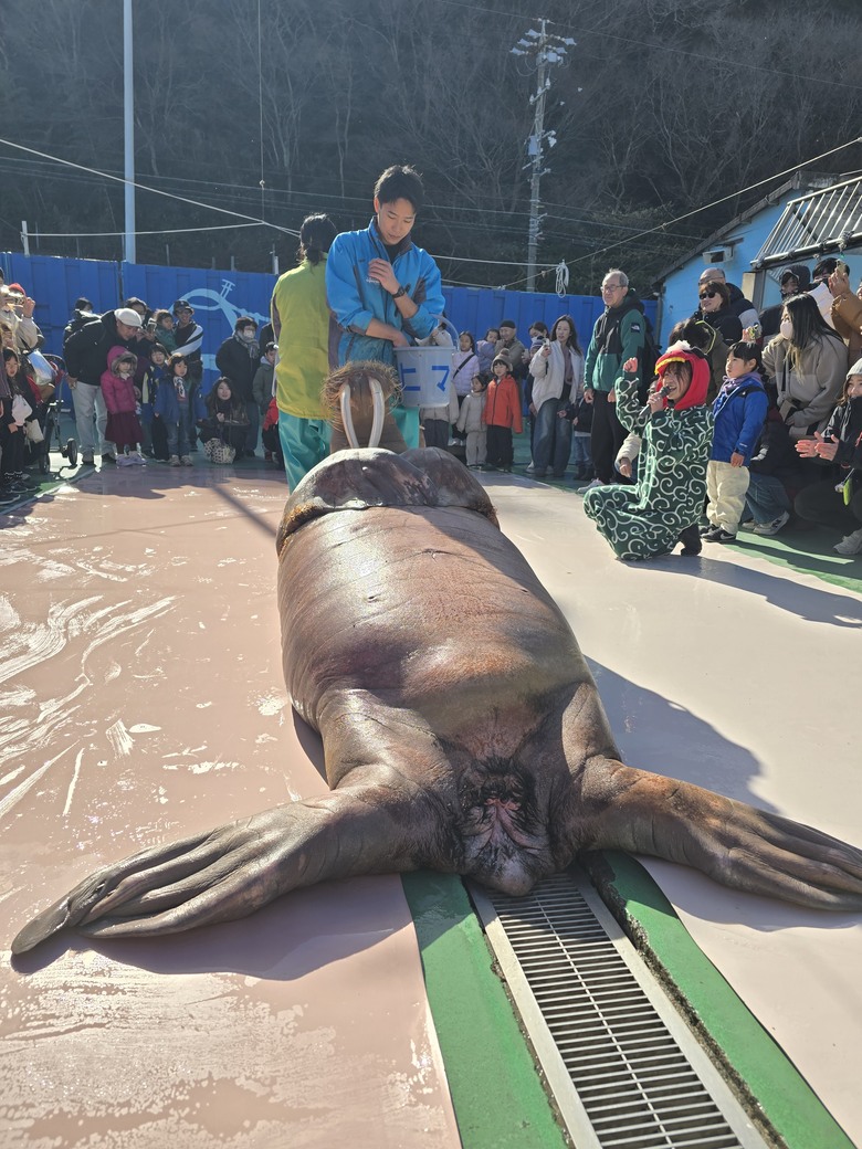 三重縣 伊勢海洋樂園 今天來點不一樣的水族館吧