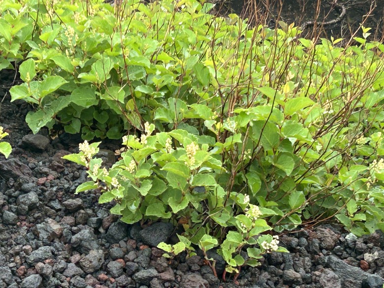 擱一擺雨中挑戰日本之顛-富士山