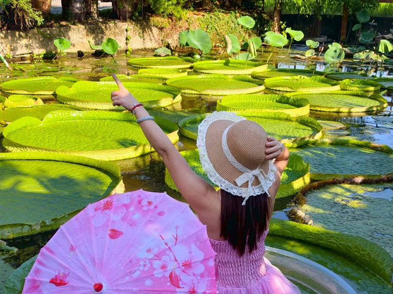 桃園蓮花季必訪！康莊蓮園大王蓮漂浮體驗超吸睛！