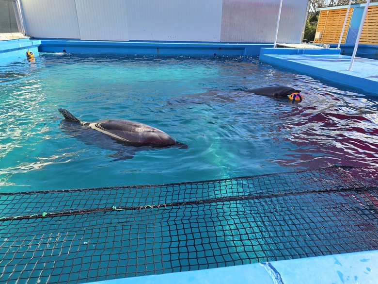 三重縣 伊勢海洋樂園 今天來點不一樣的水族館吧