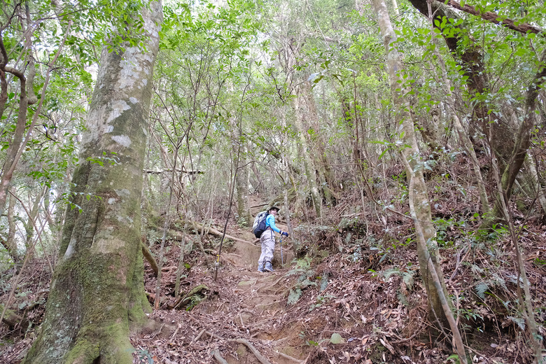 【哈加縱走】極具挑戰的中級山縱走路線 | 哈堪尼山.加里山