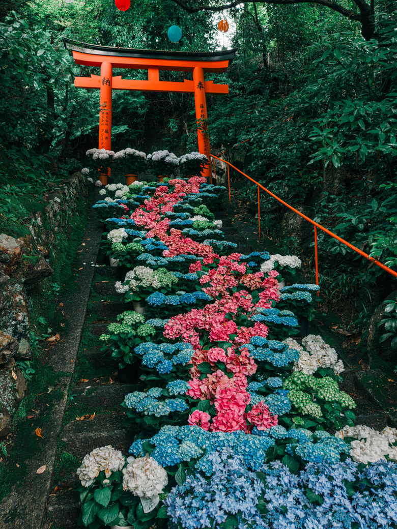 楊谷寺繡球花 - 和服雙女子漫遊 Kyoto