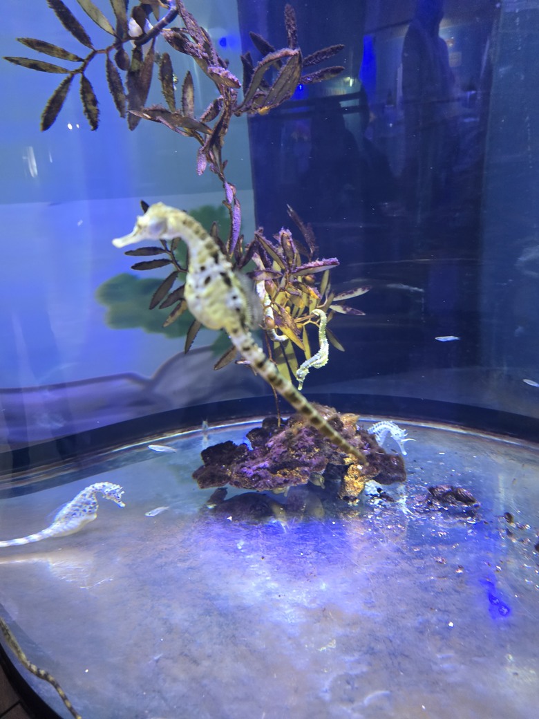 三重縣 伊勢海洋樂園 今天來點不一樣的水族館吧