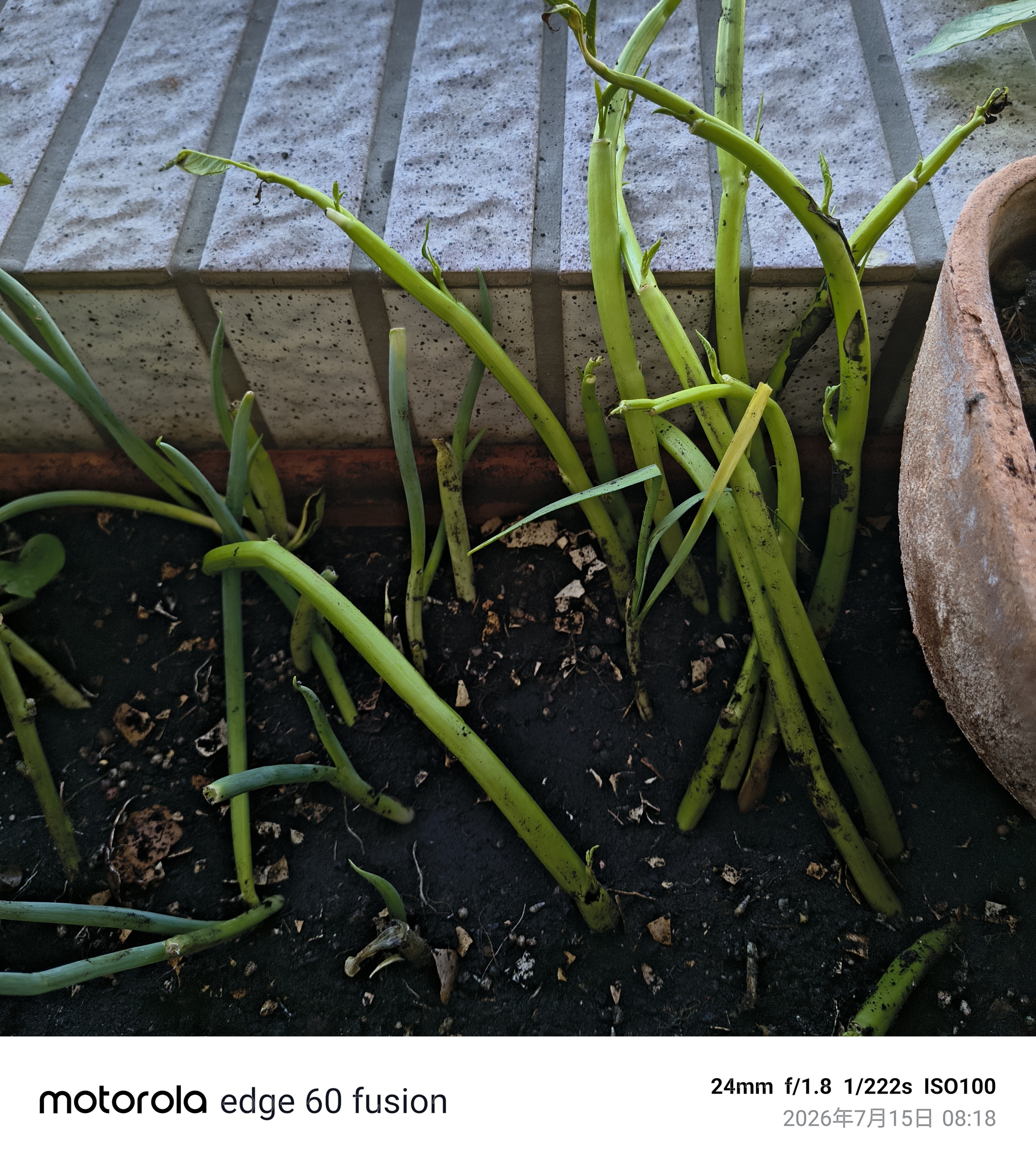 水耕/水甕菜改種植於土壤裡 行嗎？