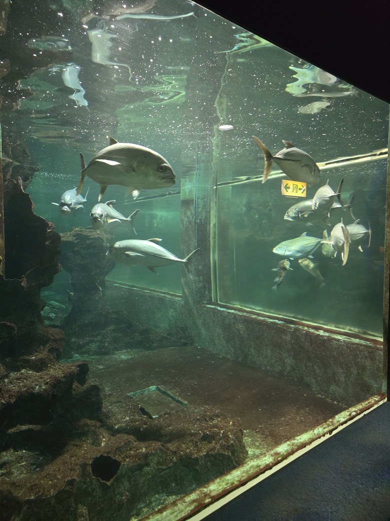 三重縣 伊勢海洋樂園 今天來點不一樣的水族館吧