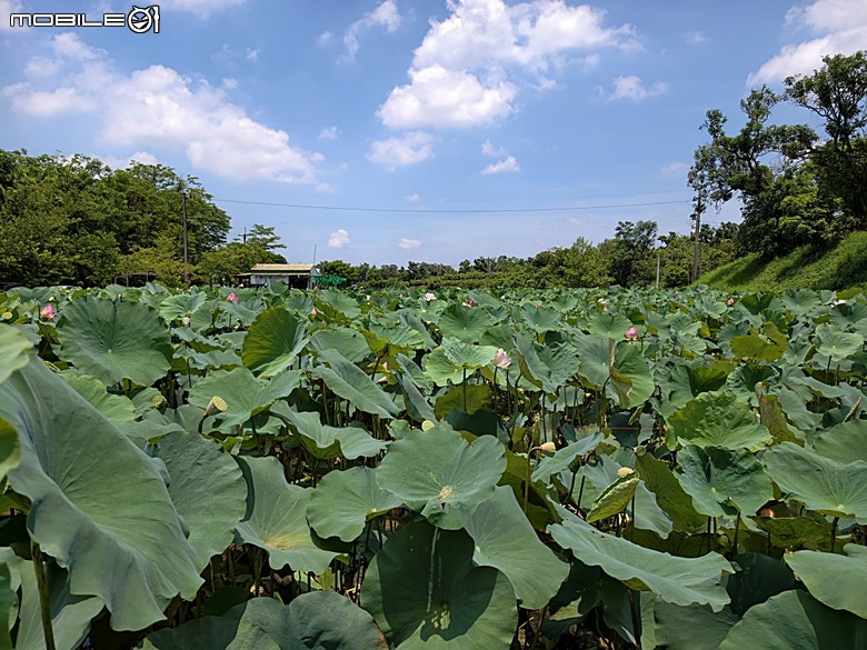 嘉義市立美術館、嘉義文化創意產業園區、嘉義城隍廟、嘉義市郵便局、文化路夜市，外掛美味可口的林聰明沙鍋魚頭、還有繁花似錦的臺南白河蓮花公園 — 2026 端午連假次日遊