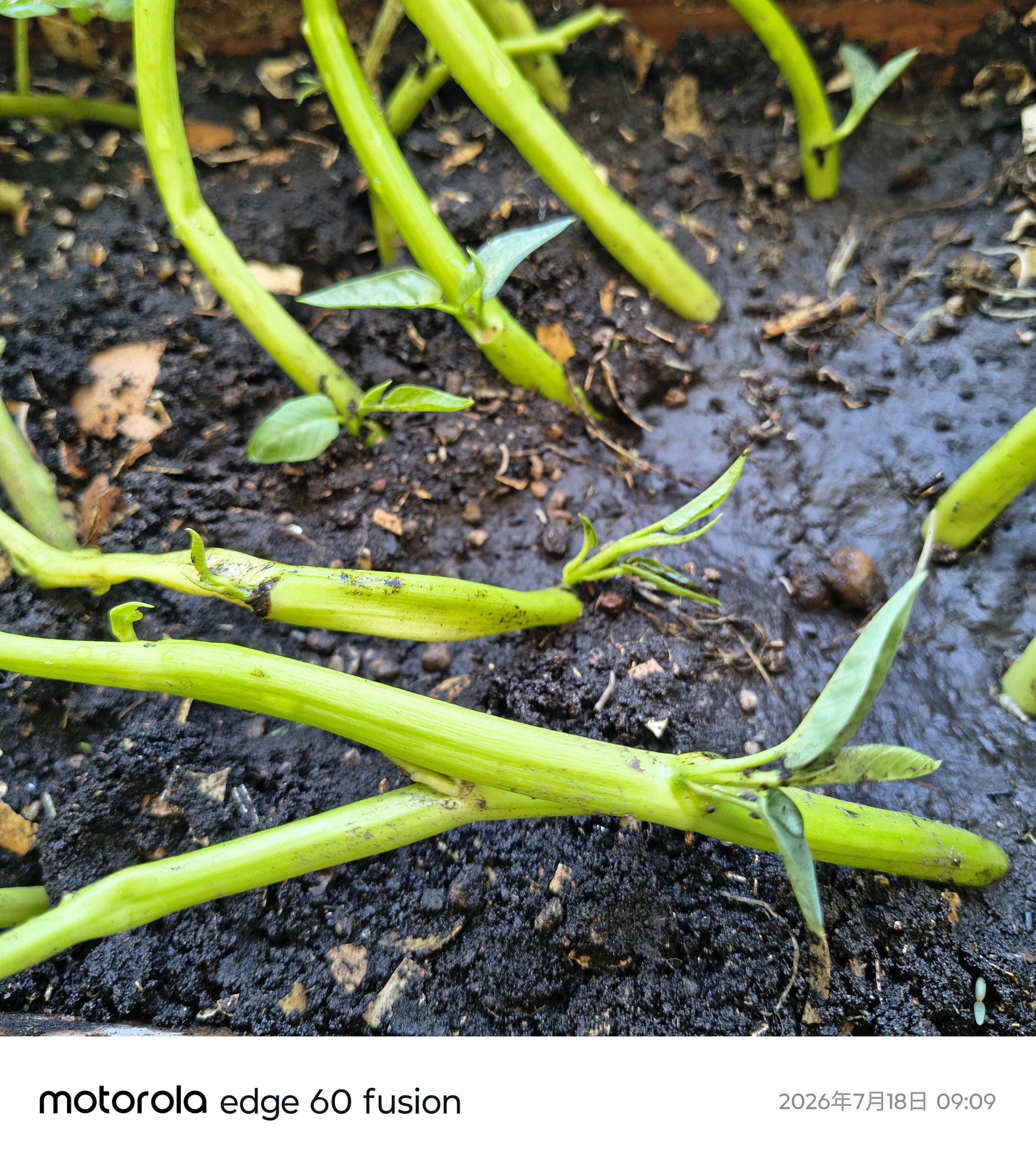水耕/水甕菜改種植於土壤裡 行嗎？