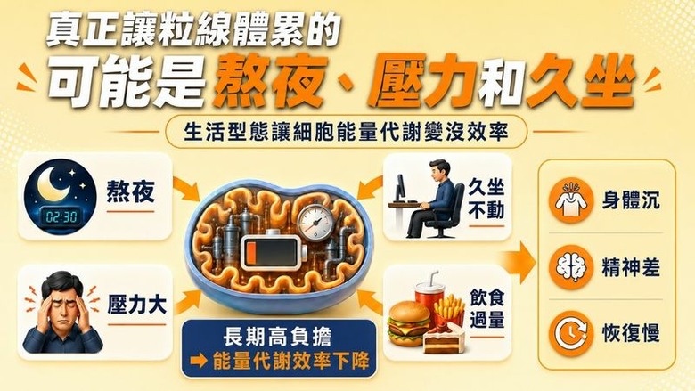 不是只有累！身體高耗能部位「續航力變差」恐是能量代謝拉警報