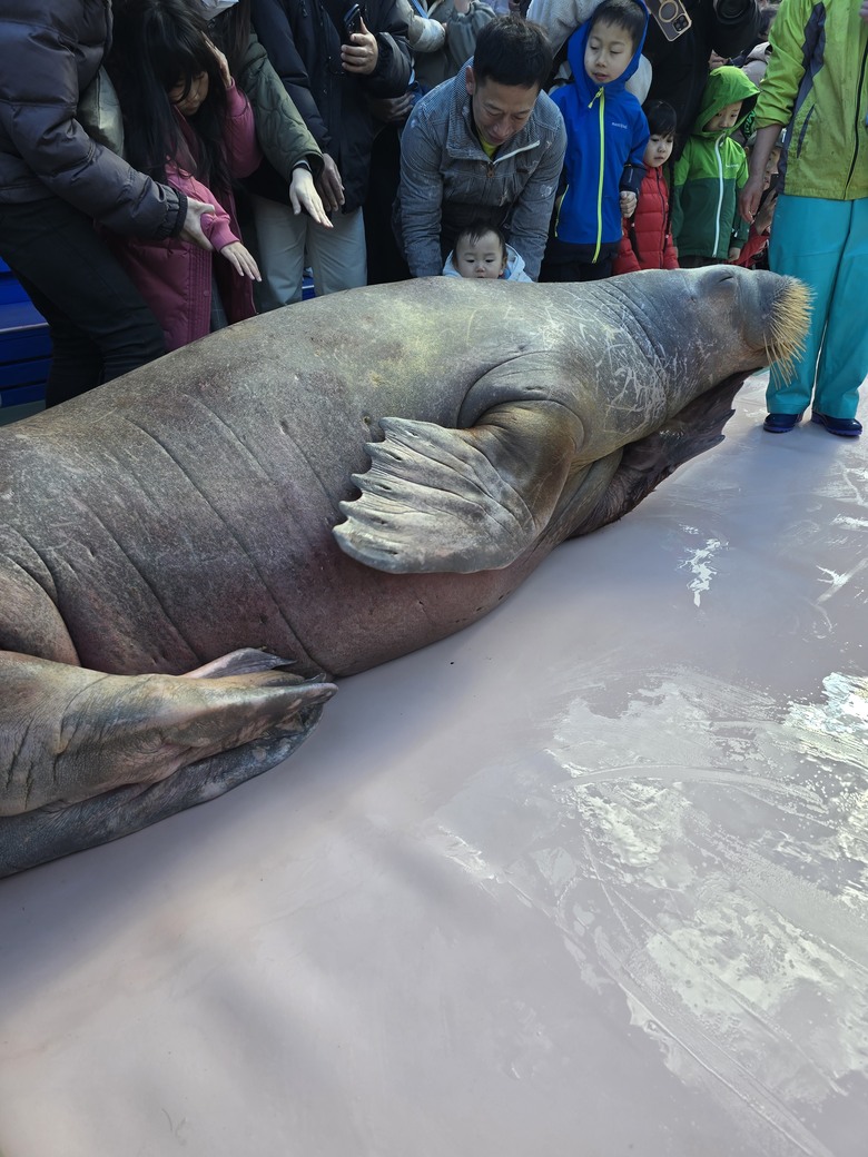 三重縣 伊勢海洋樂園 今天來點不一樣的水族館吧