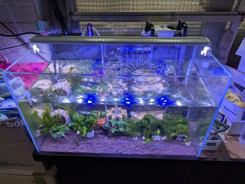 2尺缸魚種飼養後續應如何規劃