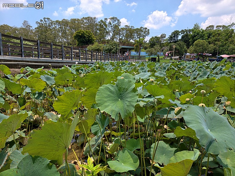 嘉義市立美術館、嘉義文化創意產業園區、嘉義城隍廟、嘉義市郵便局、文化路夜市，外掛美味可口的林聰明沙鍋魚頭、還有繁花似錦的臺南白河蓮花公園 — 2026 端午連假次日遊