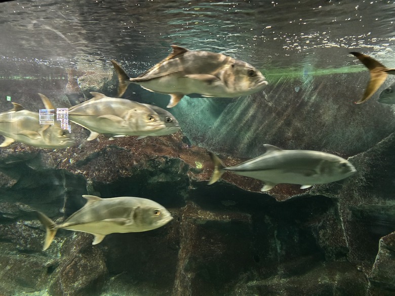 三重縣 伊勢海洋樂園 今天來點不一樣的水族館吧