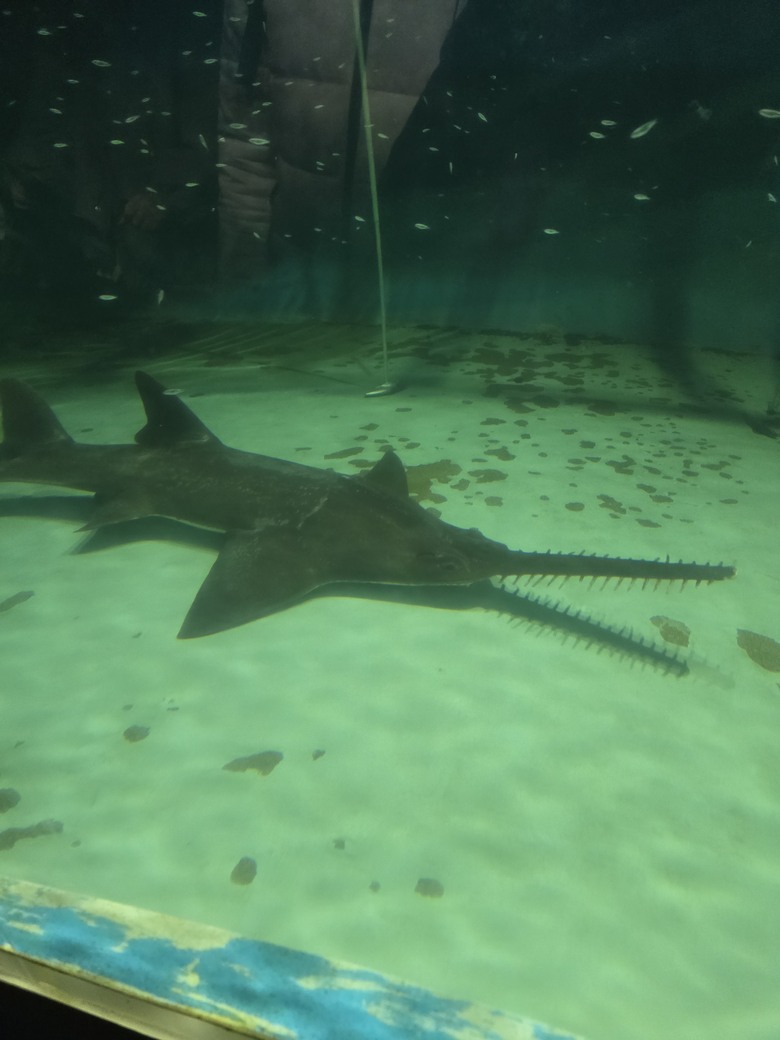 三重縣 伊勢海洋樂園 今天來點不一樣的水族館吧