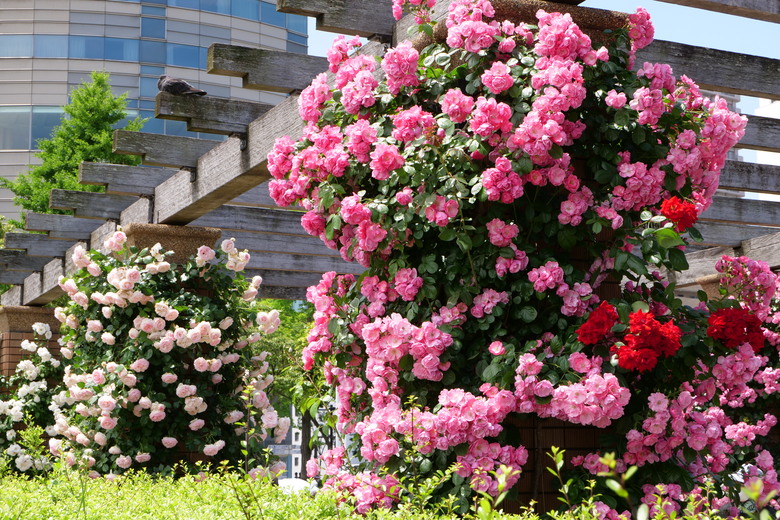橫濱山下公園
