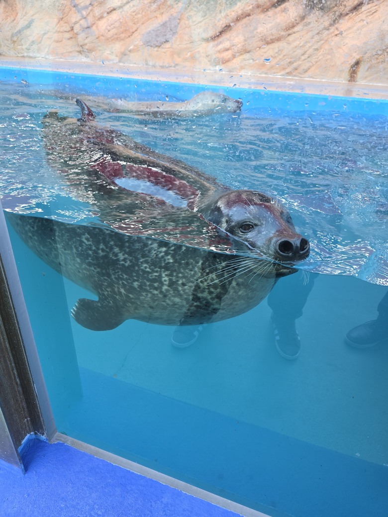 三重縣 伊勢海洋樂園 今天來點不一樣的水族館吧