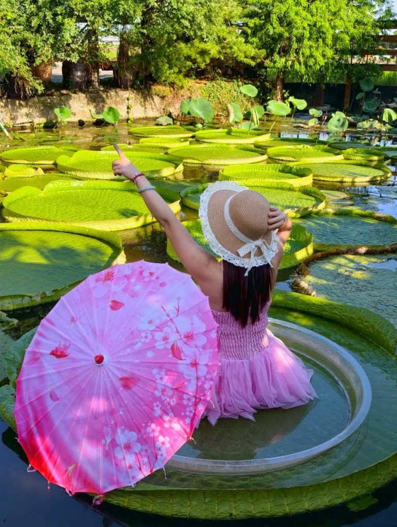 桃園蓮花季必訪!康莊蓮園大王蓮漂浮體驗超吸睛!