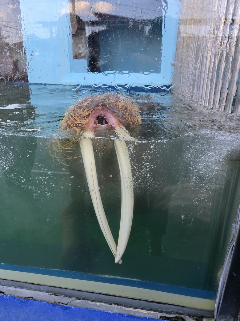三重縣 伊勢海洋樂園 今天來點不一樣的水族館吧