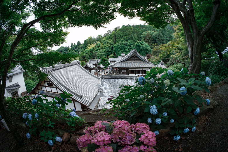 楊谷寺繡球花 - 和服雙女子漫遊 Kyoto