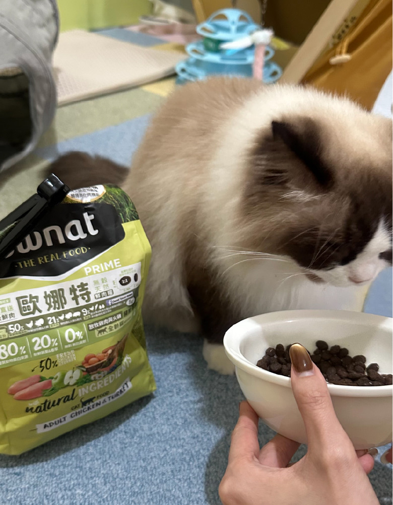 點我看大圖 #分享 寵物展新入手歐娜特 布偶貓試吃一週分享