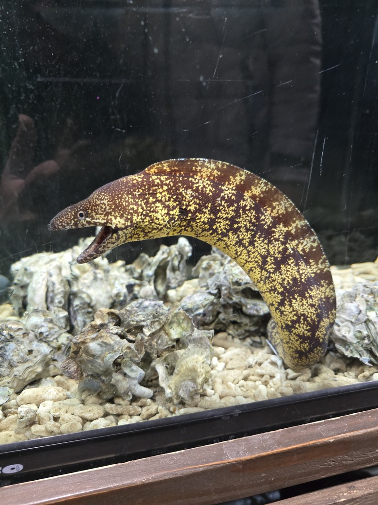 三重縣 伊勢海洋樂園 今天來點不一樣的水族館吧