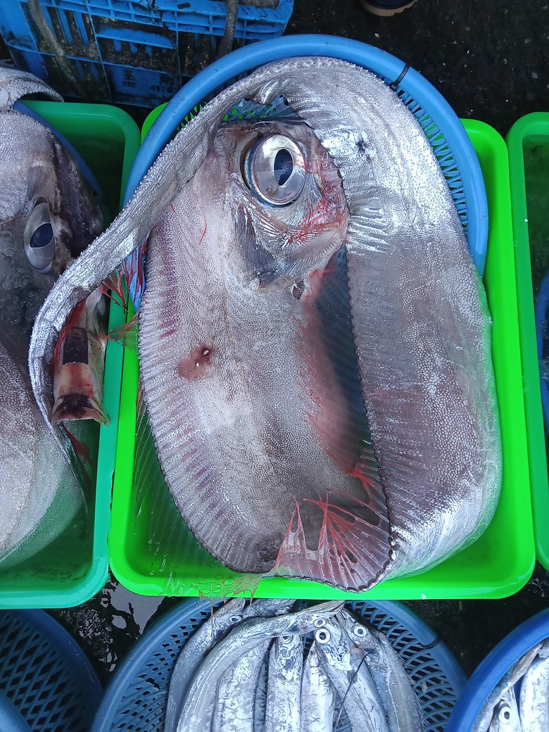 地震魚有人吃過嗎？要怎麼料理。