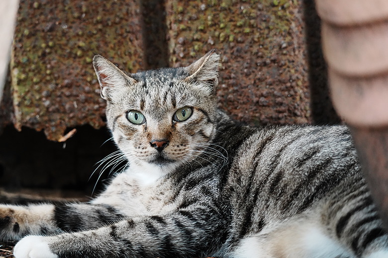 點我看大圖 Sony FE 100-400mm F5.6-8 OSS 評測報告|羽量級遠攝新星、親民價格展現不俗實力!