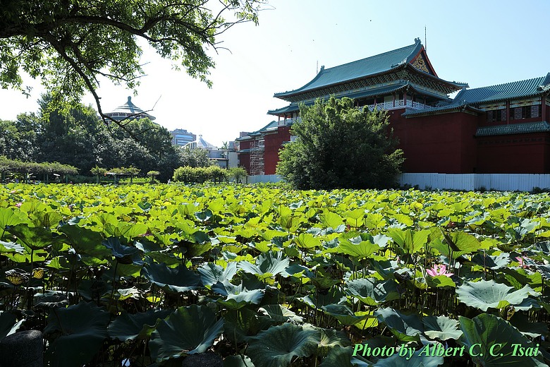 點我看大圖 【荷韻】紅牆綠蔭間的時空對話:那一場盛夏池畔的長焦獨白