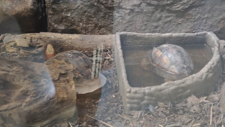 另類的父親節 - 台北市立動物園 "夜之動物園" 遊記分享~