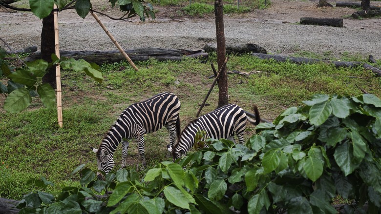 另類的父親節 - 台北市立動物園 "夜之動物園" 遊記分享~
