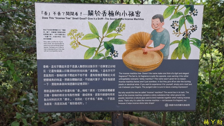 【微笑山線】全新登山步道，大湖之森自然步道，輕鬆健行享受森林浴