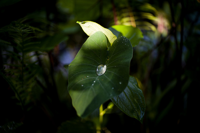 Leica Noctilux-M 35mm f1.2 簡單使用分享