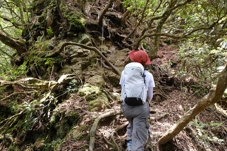 【高島縱走】走進六星級柳杉森林，一日高台山與島田三山