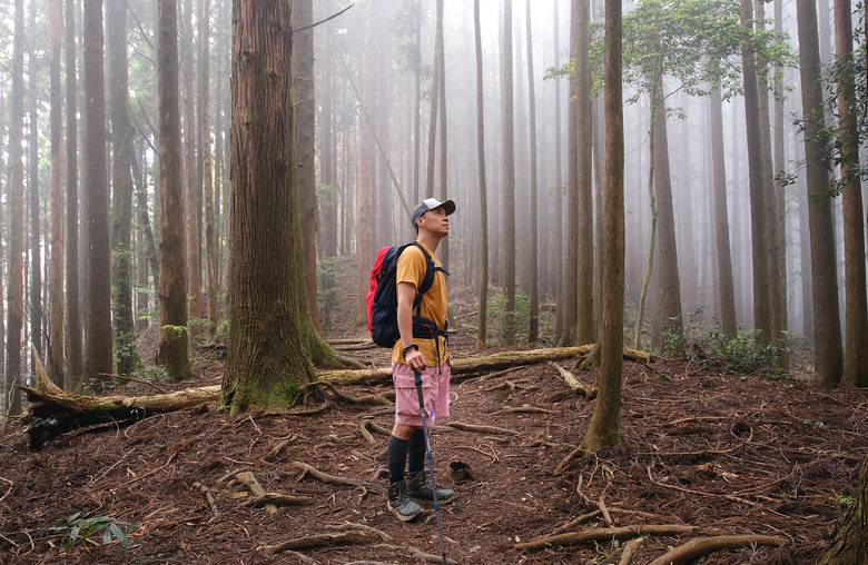 【高島縱走】走進六星級柳杉森林，一日高台山與島田三山