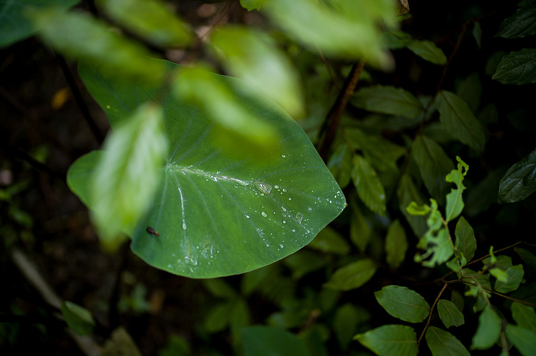 Leica Noctilux-M 35mm f1.2 簡單使用分享