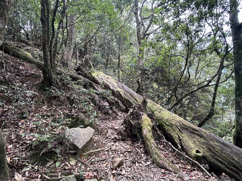 苗 栗 最 高 峰 加 里 山 ( 台 版 富 士 山 )