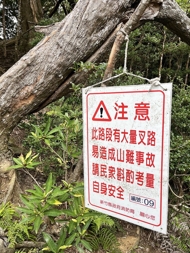 【北得拉曼尋神木】霧裡走進四大天王｜12公里森林健行＋內灣剉冰的夏日小旅行