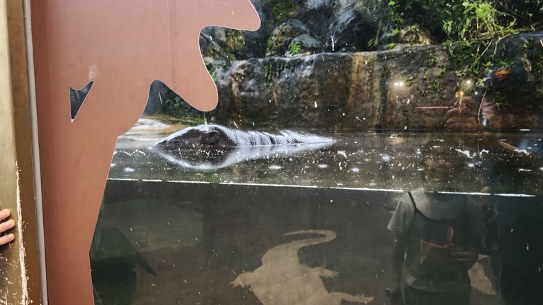 另類的父親節 - 台北市立動物園 "夜之動物園" 遊記分享~