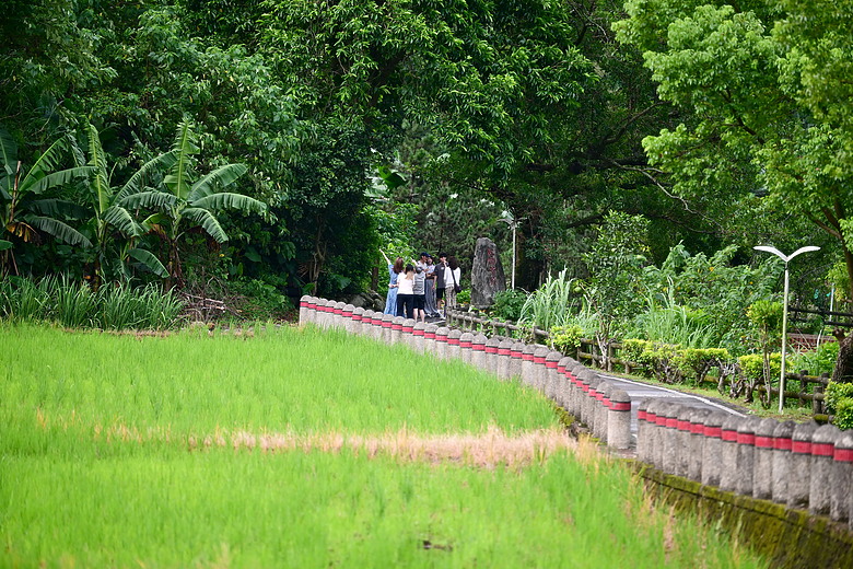 點我看大圖 以水為主題開箱Nikon 70-200mm F2.8 SII,崁頂滯洪池、石門水庫排洪、三坑紅橋、山豬湖、月眉落羽松及中庄調整池。